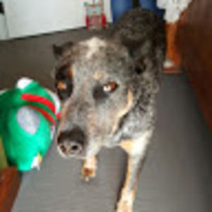 Meet your Posher, King